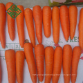 2017 new crop carrot is packing fresh carrot